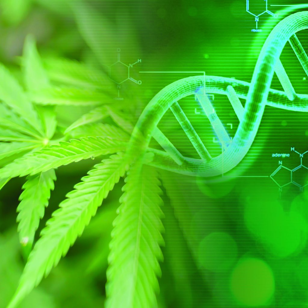 leaf_dna_image-scaled